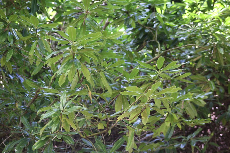 Rhododendron ponticum subsp. ponticum photo 7