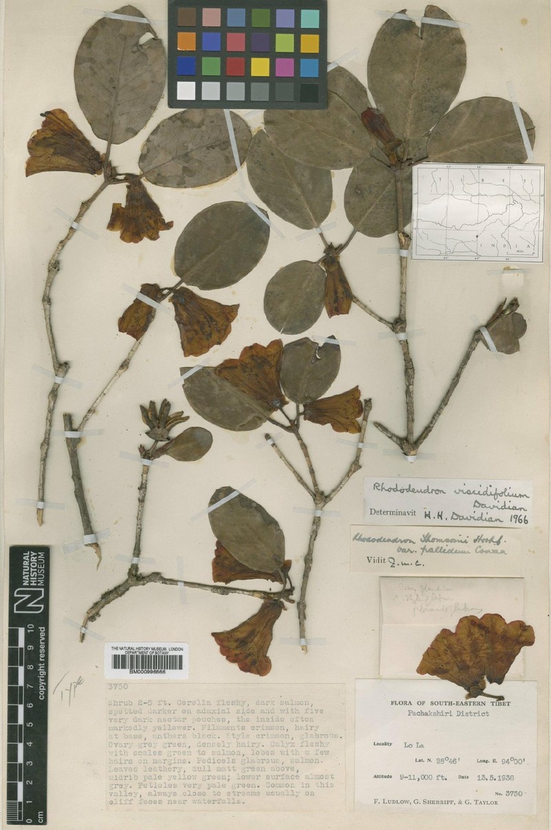 Rhododendron populare