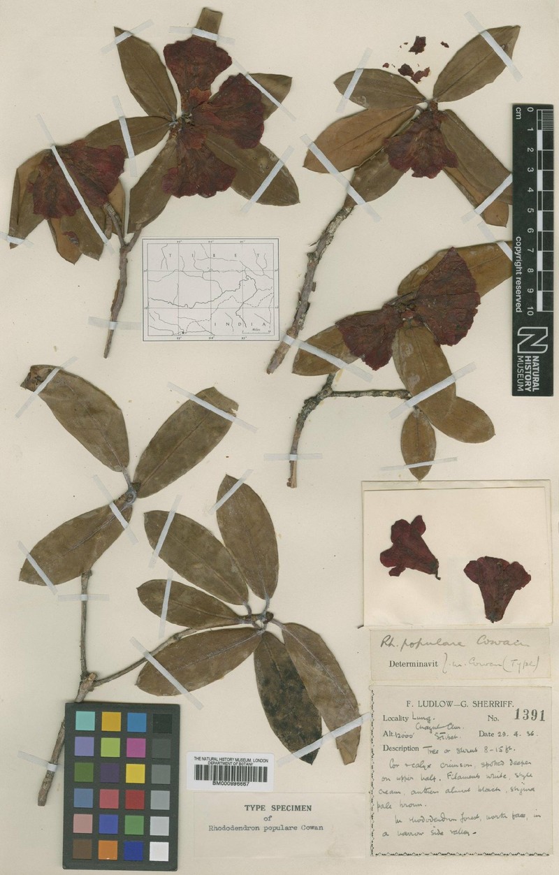 Rhododendron populare photo 2