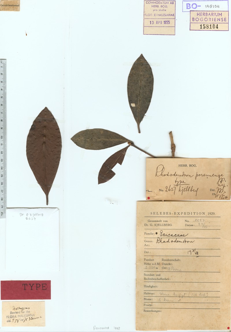 Rhododendron poremense