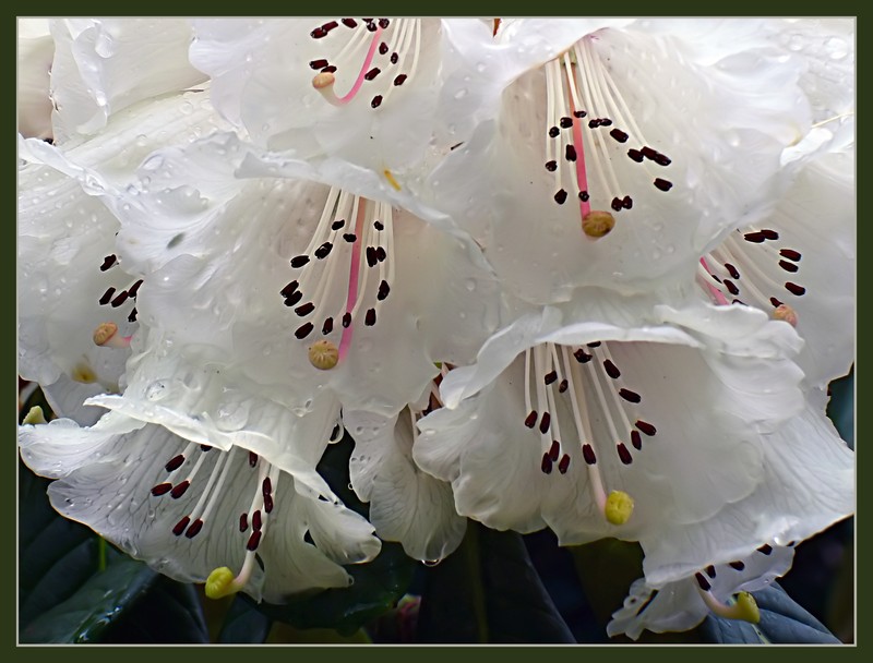 Rhododendron praestans