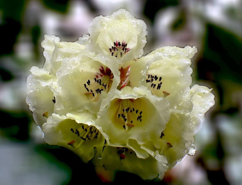 Rhododendron praestans photo 2