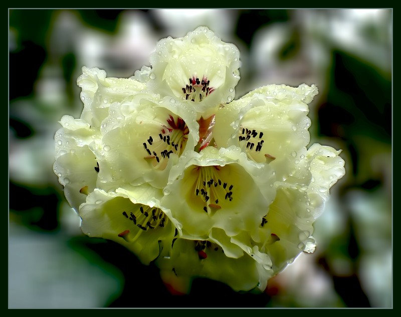 Rhododendron praestans photo 3