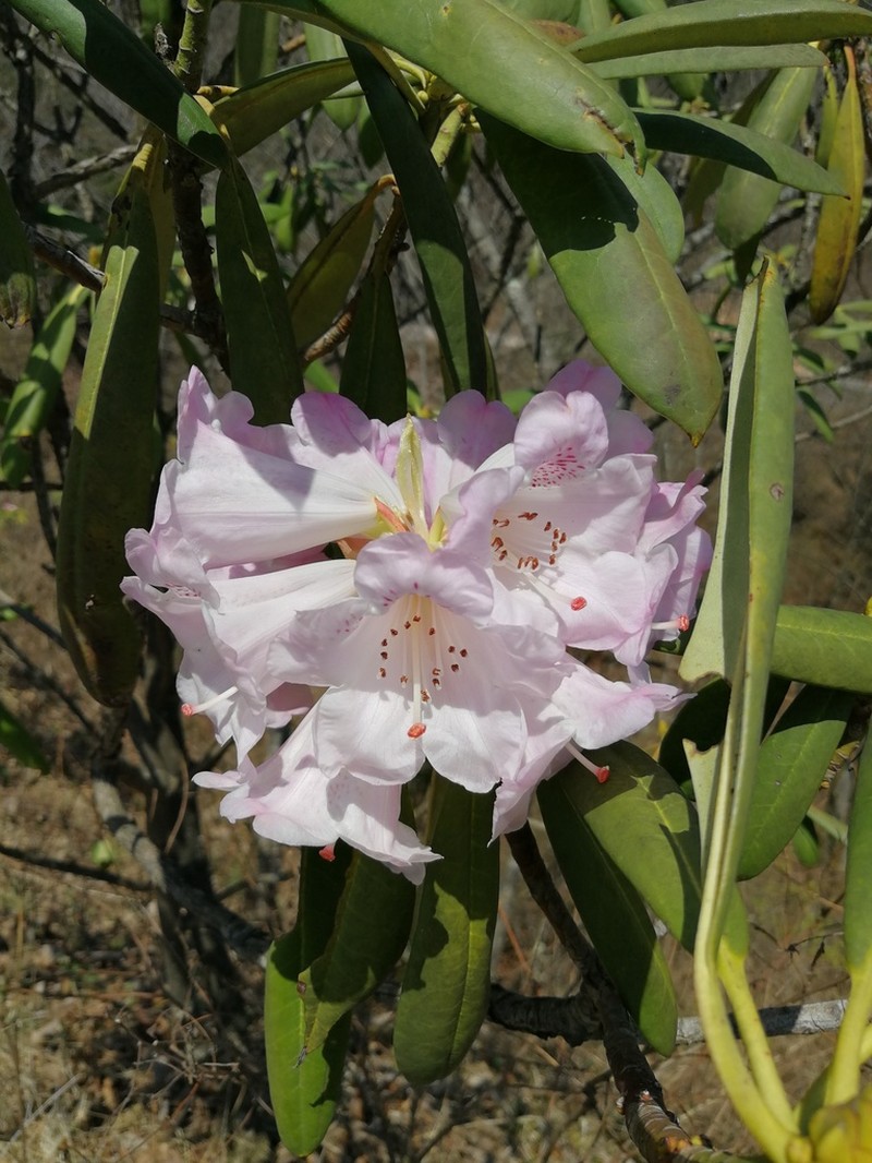 Rhododendron praeteritum
