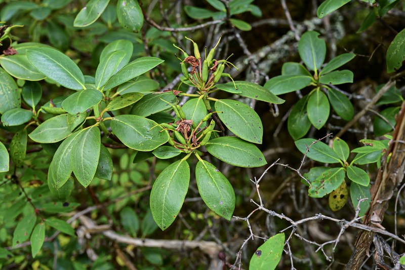 Rhododendron praeteritum photo 2