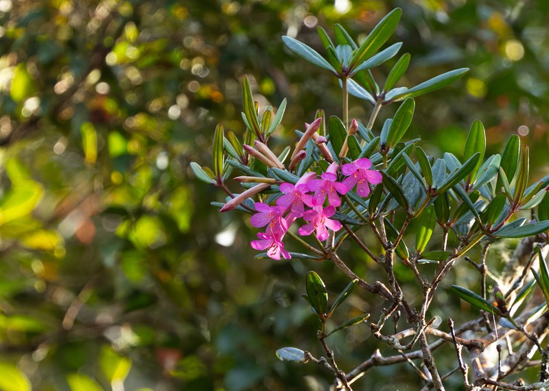 Rhododendron praetervisum