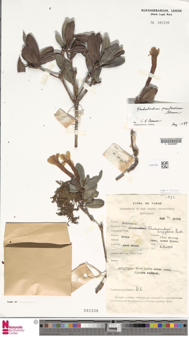Rhododendron praetervisum photo 4