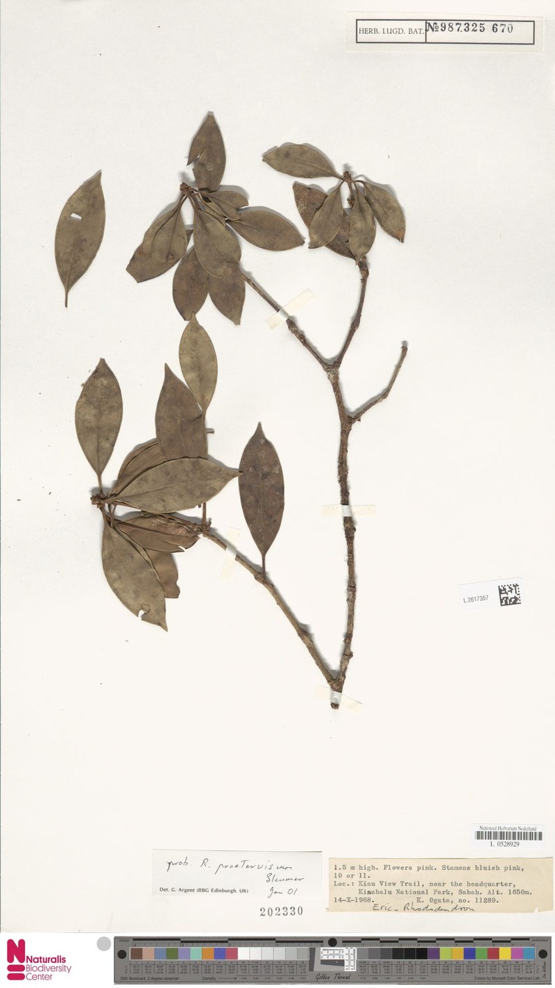 Rhododendron praetervisum photo 5