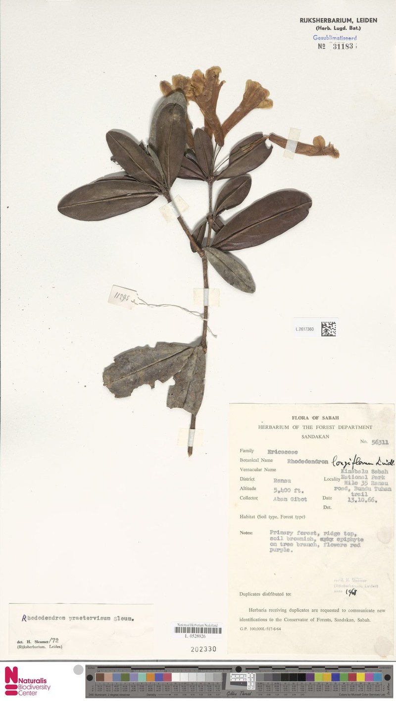 Rhododendron praetervisum photo 6