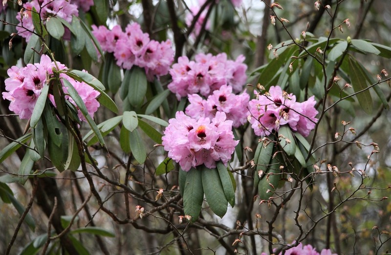 Rhododendron praevernum photo 2