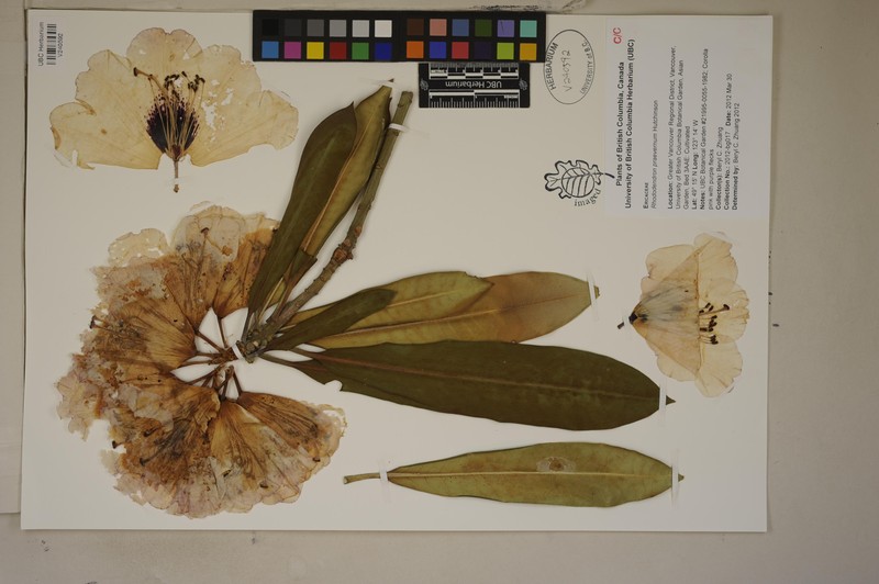 Rhododendron praevernum photo 3