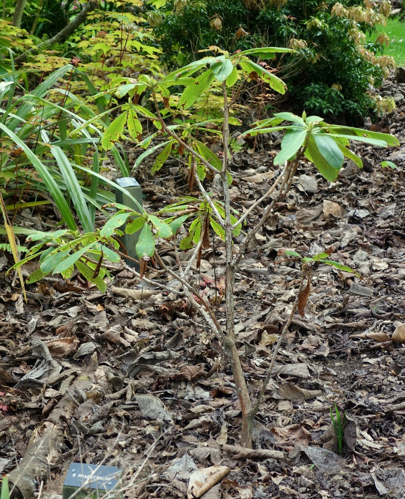 Rhododendron praevernum