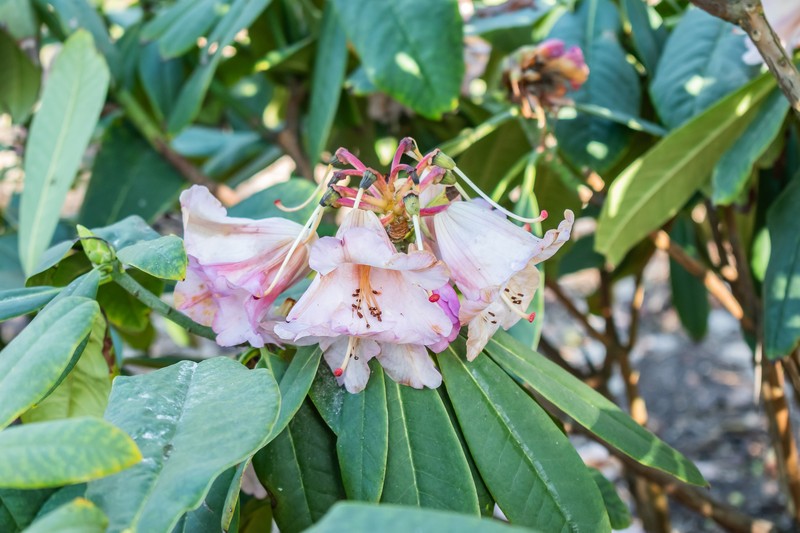 Rhododendron praevernum photo 4