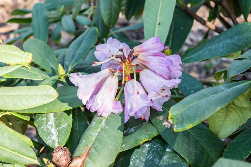 Rhododendron praevernum photo 5
