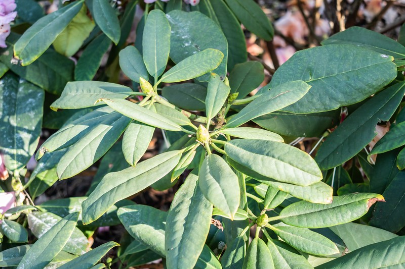 Rhododendron praevernum photo 6
