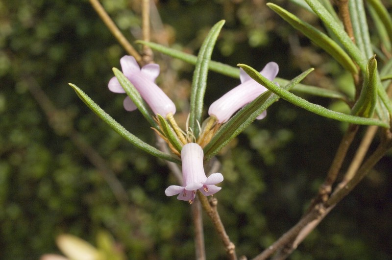 Rhododendron prainianum
