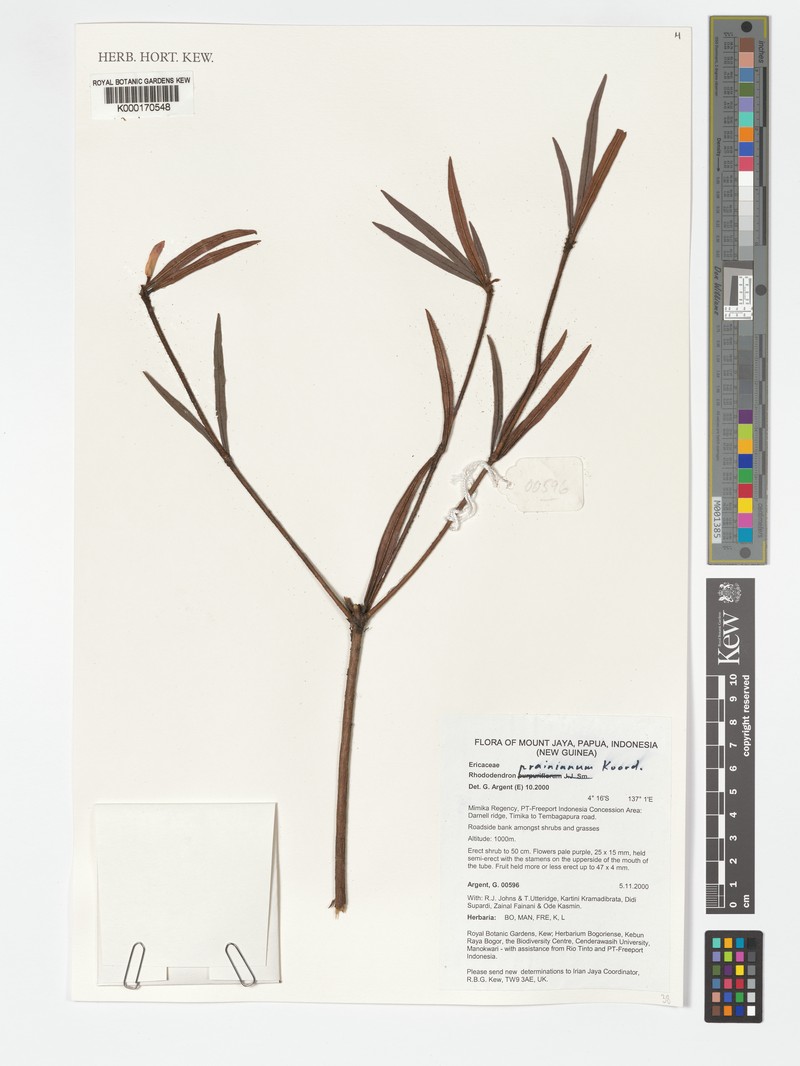 Rhododendron prainianum photo 3