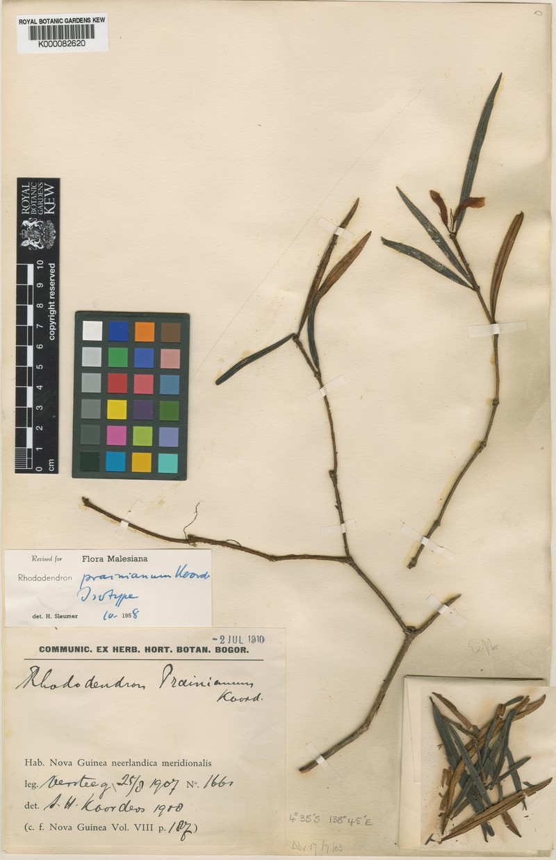 Rhododendron prainianum photo 4