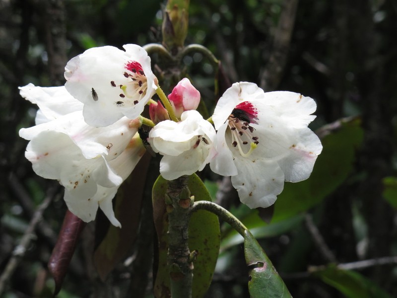 Rhododendron prattii