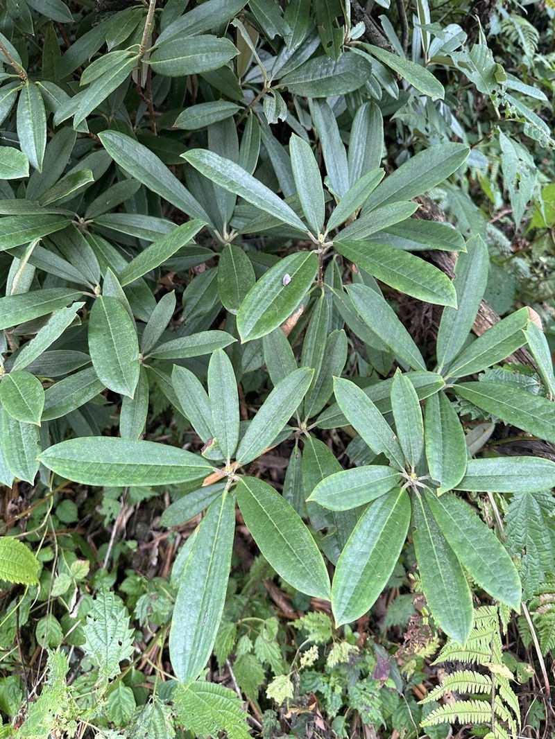 Rhododendron prattii photo 2