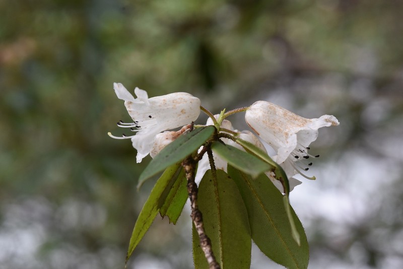 Rhododendron prattii photo 3