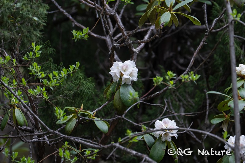 Rhododendron prattii photo 4