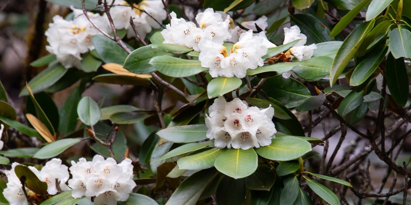 Rhododendron prattii photo 5