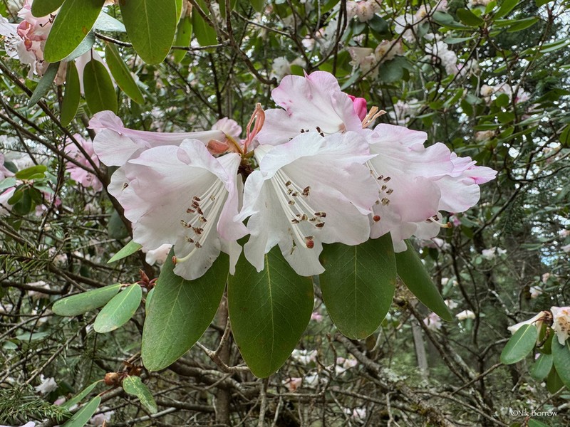 Rhododendron prattii photo 6