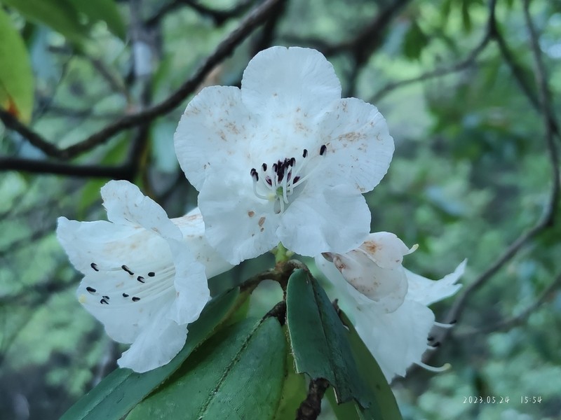 Rhododendron prattii photo 7