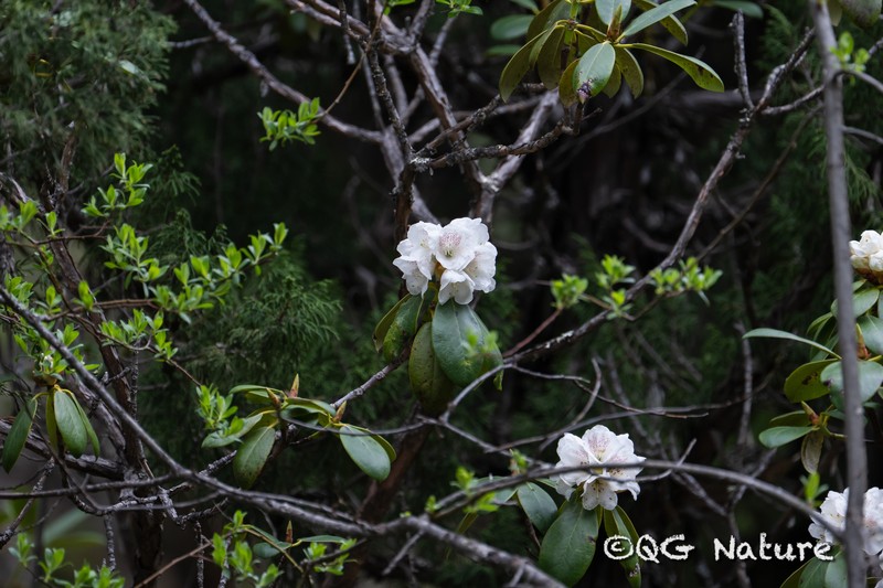 Rhododendron prattii photo 8