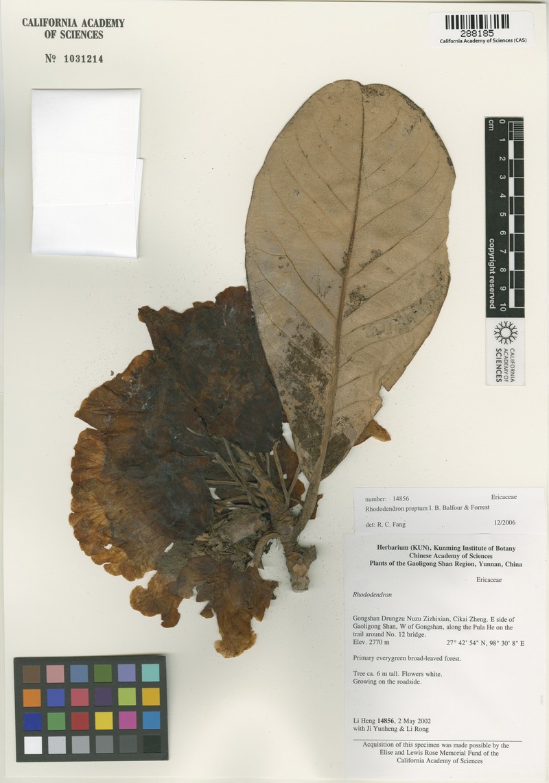 Rhododendron preptum