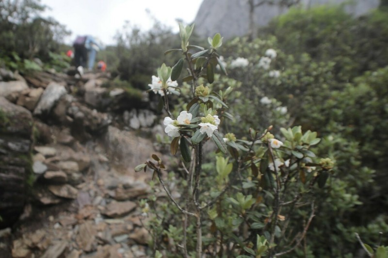 Rhododendron primuliflorum