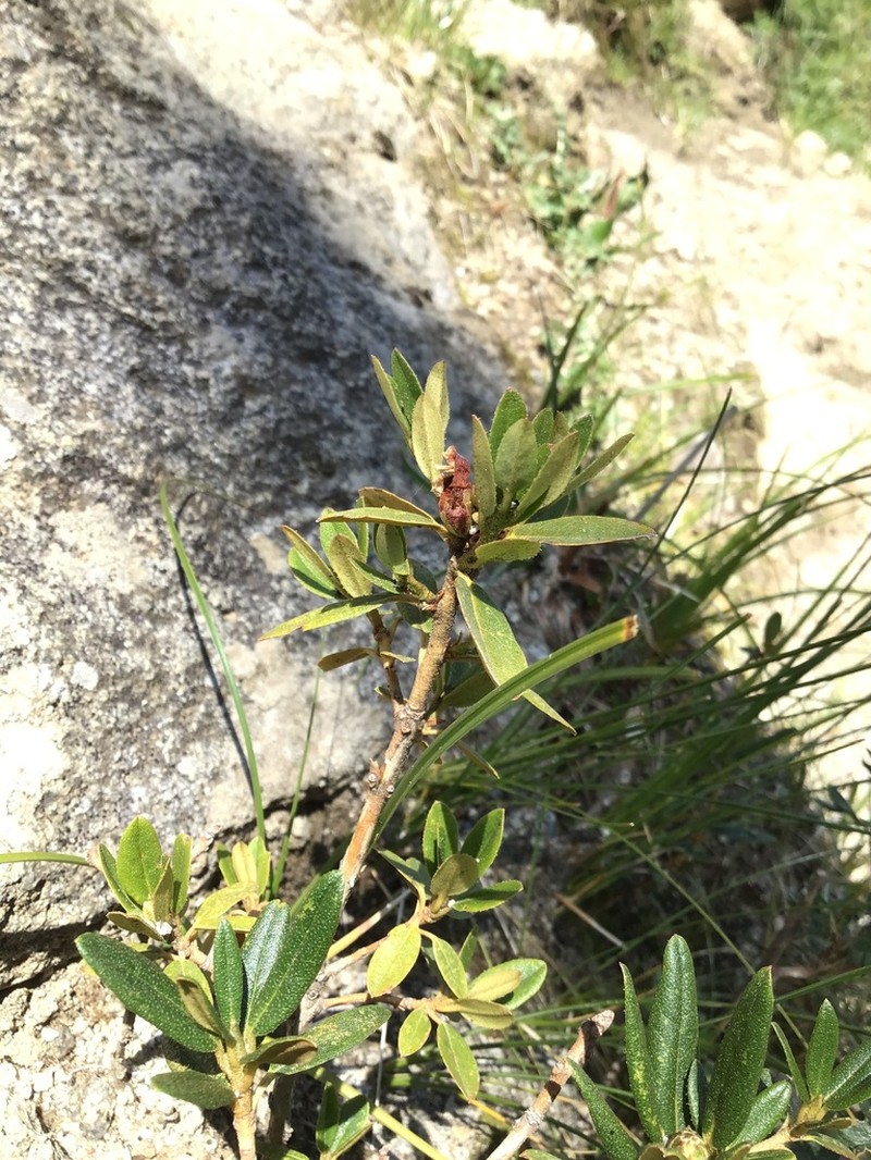 Rhododendron primuliflorum photo 2