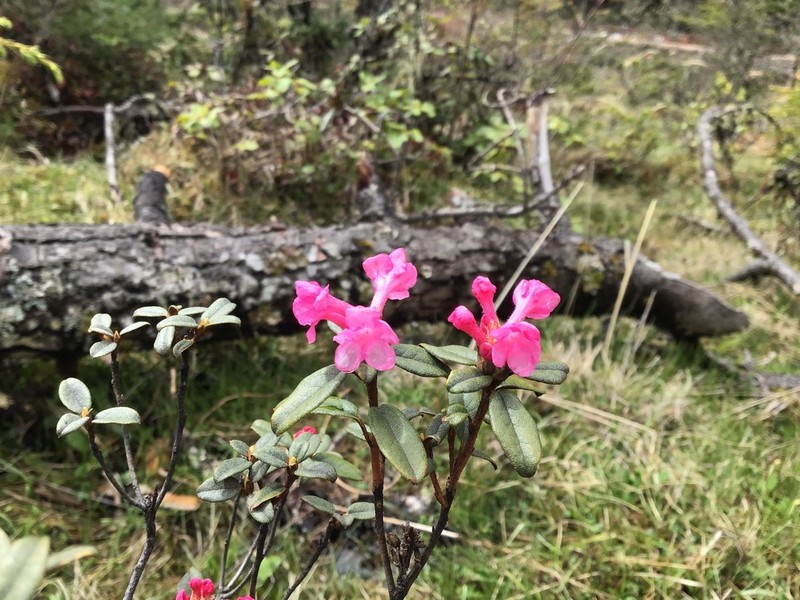 Rhododendron primuliflorum photo 3
