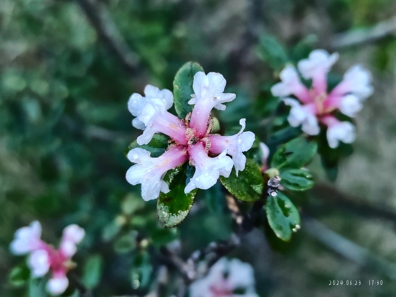 Rhododendron primuliflorum photo 4