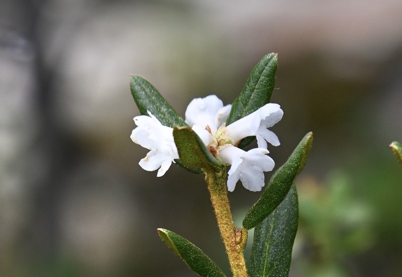 Rhododendron primuliflorum photo 5
