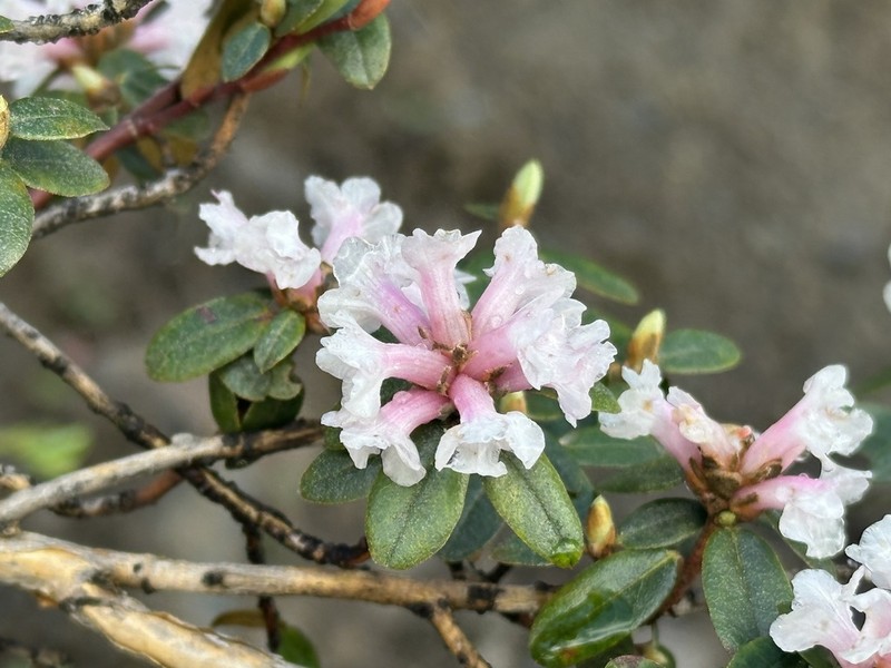 Rhododendron primuliflorum photo 6