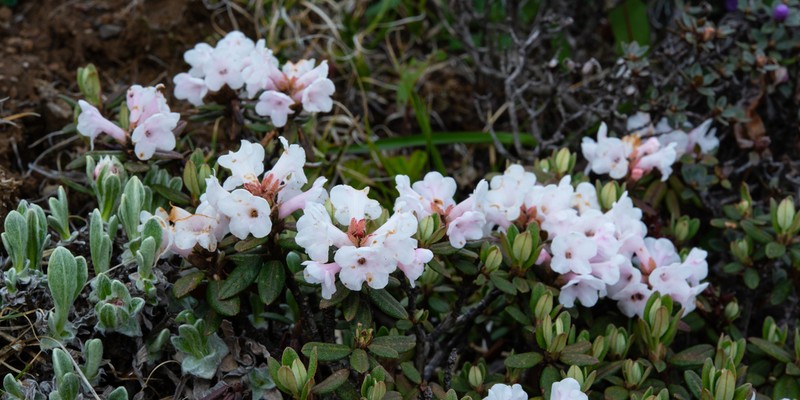 Rhododendron primuliflorum photo 7