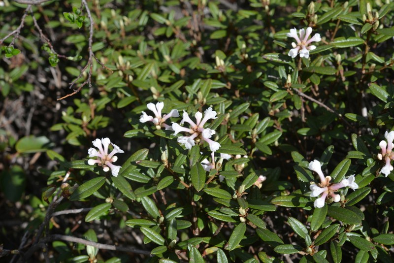 Rhododendron primuliflorum photo 8