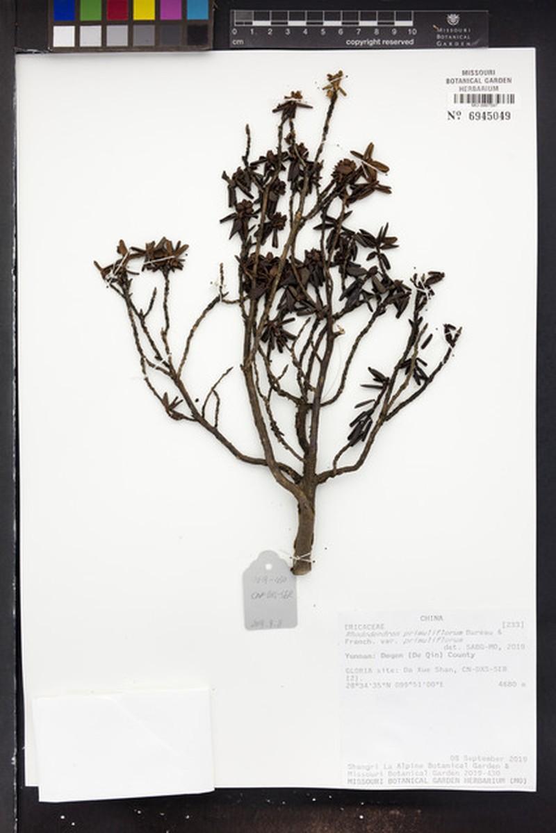 Rhododendron primuliflorum var. primuliflorum