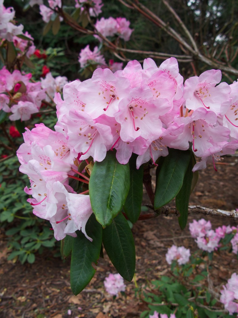 Rhododendron principis