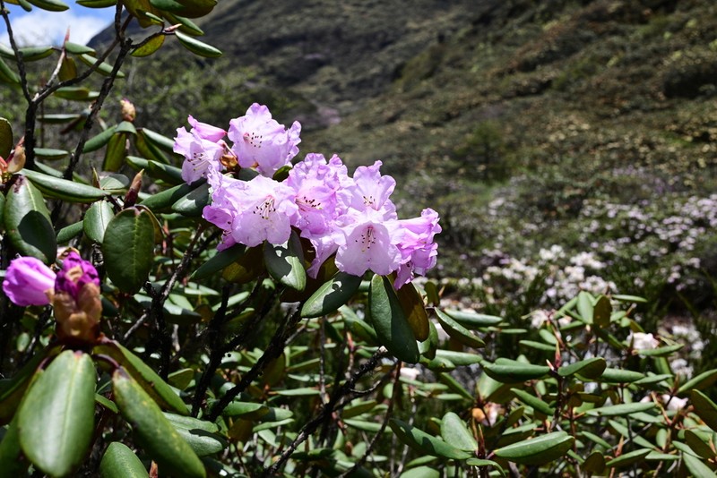 Rhododendron principis photo 2
