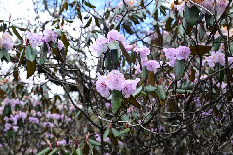 Rhododendron principis photo 3