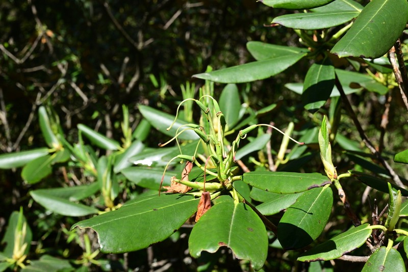 Rhododendron principis photo 4