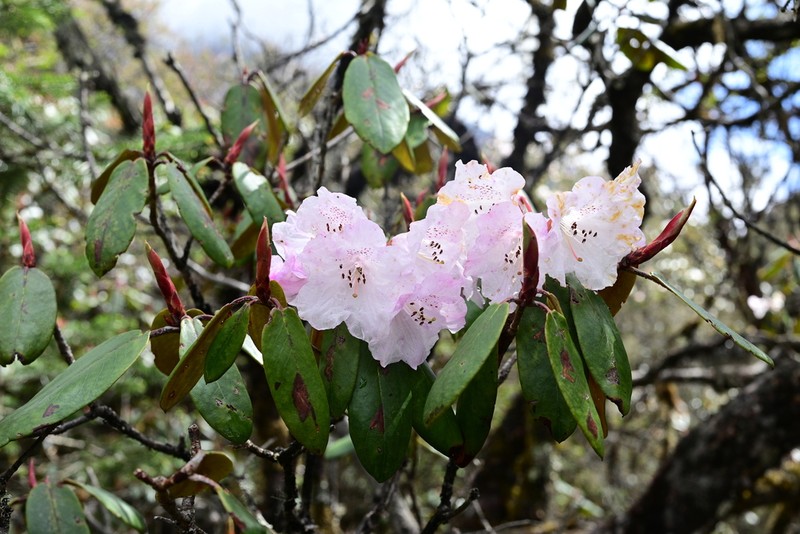 Rhododendron principis photo 5