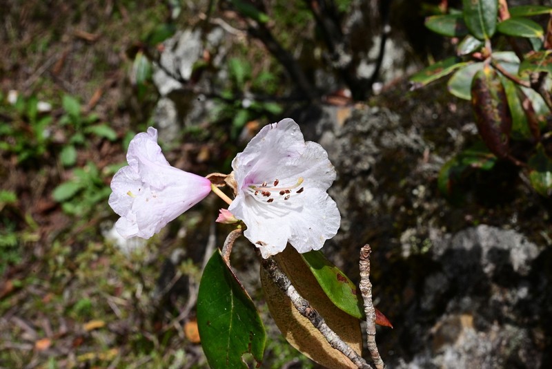 Rhododendron principis photo 6