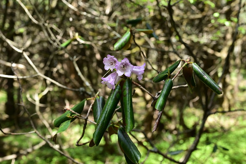Rhododendron principis photo 7