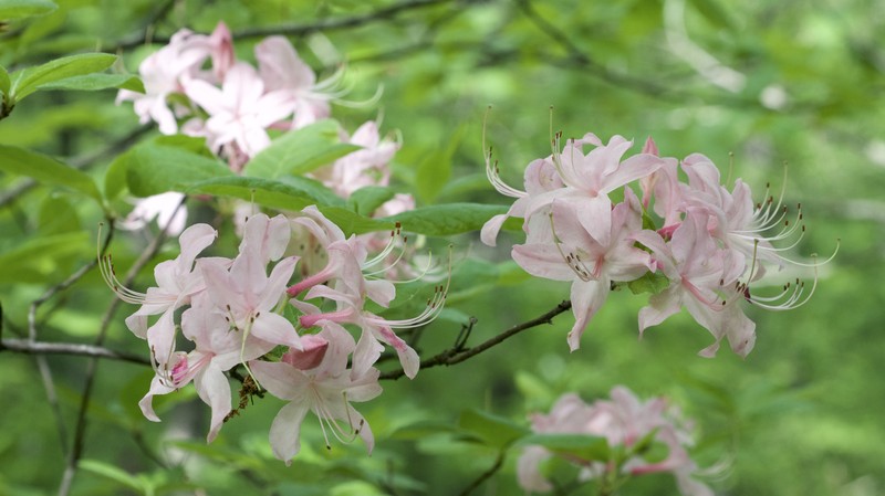Early Azalea photo 2