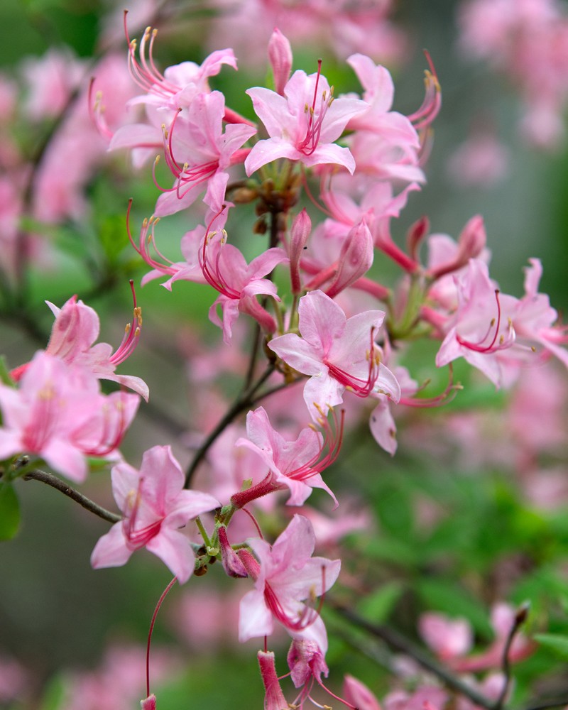 Early Azalea photo 3