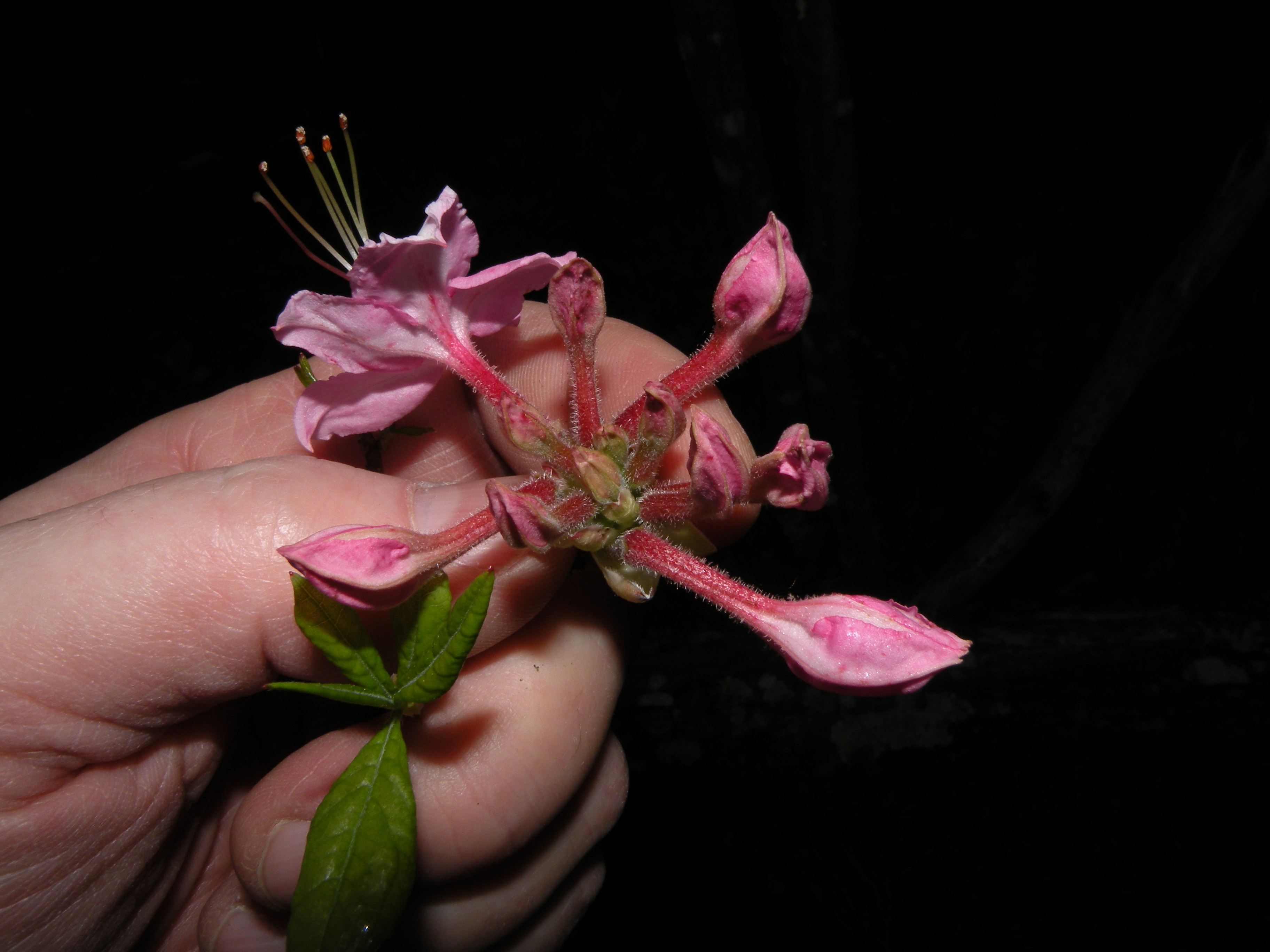 Early Azalea photo 5